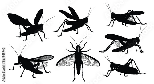 A collection of black silhouettes of grasshoppers on a white background