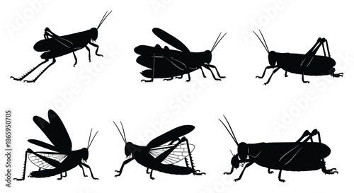 Silhouette images of grasshoppers in various poses and angles on white background