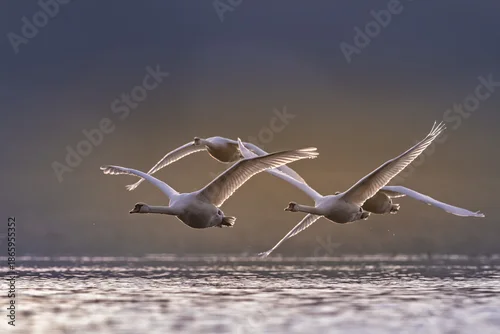 Fototapeta samoprzylepna Stado łabędzi niemych lecących nisko nad taflą wody w miękkim, porannym świetle. Elegancka scena dzikiej przyrody z wyraźną dynamiką lotu i spokojnym tłem.