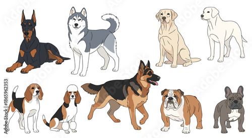 Diverse collection of popular dog breeds including german shepherd, husky, labrador, bulldog, beagle, and poodle in flat vector style.