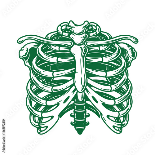 Green illustration of human rib cage and sternum anatomy in white  isolated on transparent background