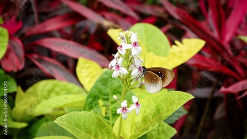 A brown and white butterfly perched on a cluster of white flowers with pink centers, surrounded by vibrant green and red tropical foliage in a sunlit garden.