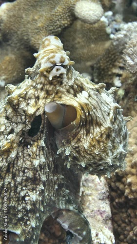 A camouflaged day octopus spreads its body to mimic coral textures at 8th Wonder, Manuk, Maluku, Indonesia.