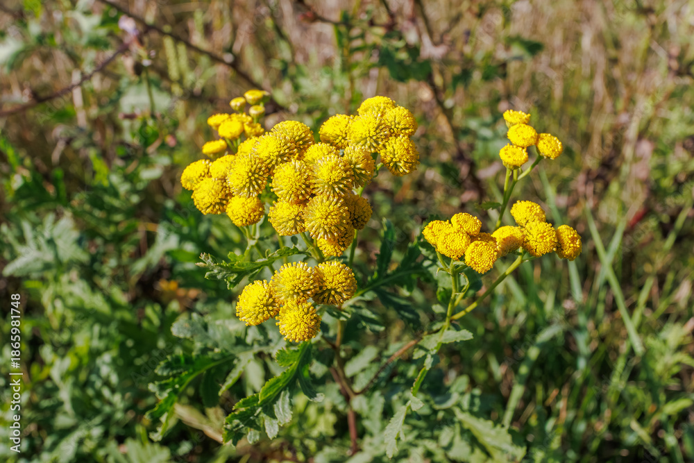 Obraz premium Tansy flowers with bright yellow blooms outdoors