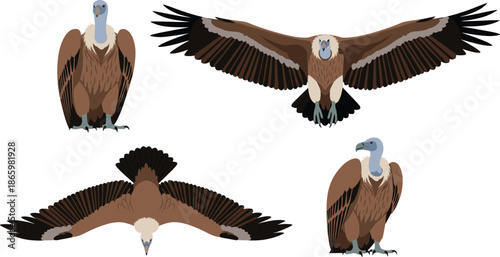 Vulture bird vector set with standing and flying poses detailed scavenger wildlife illustrations isolated on white