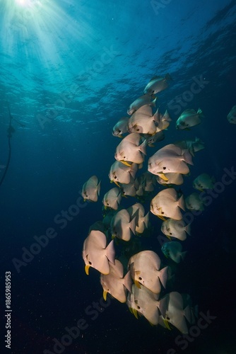 Foto A group of fishes under water