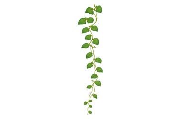 Green ivy vine with fresh leaves growing, creeping plant element on transparent background for decoration