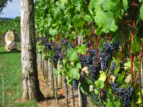 reife Rotweintrauben in einem Weinberg