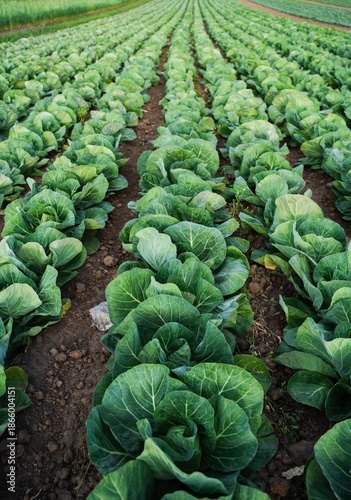Schilderij op canvas Close view of mature cabbage growing in agricultural field rows, sustainable far