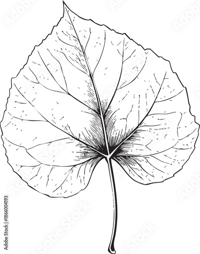 linden leaf illustrated as a smooth black vector outline with delicate vein structure