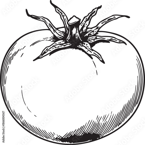 tomato drawn as a smooth black vector outline featuring round shape and simple leaf crown