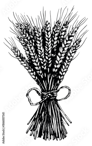 Hand drawn line art illustration of a wheat bundle depicting stalks tied with a string for agriculture and harvest themes