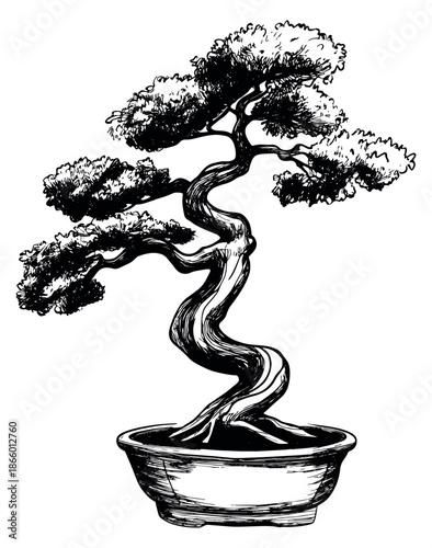 Hand drawn line art illustration of a bonsai tree depicting a traditional miniature tree for botanical design