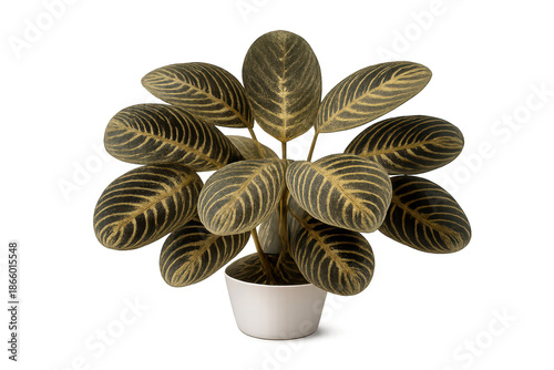 Maranta leuconeura houseplant on a transparent background studio shot.
