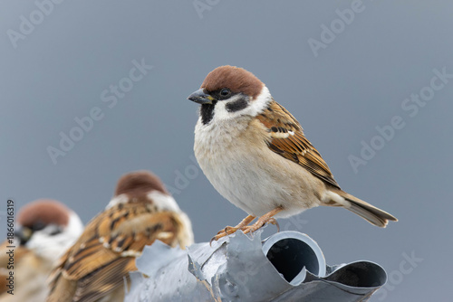 パイプの端っこに立っているスズメ