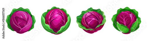 Beautiful radicchio vegetable illustration, purple radicchio, healthy food, fresh produce, salad ingredient
