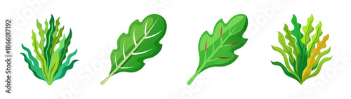 Fresh green arugula leaves vector illustration for healthy salad ingredient and food design element