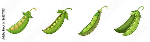 Fresh green peas pods vector illustration healthy vegetable food garden harvest organic nutrition vegetarian diet