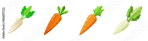 Illustration of fresh carrots and daikon radishes for healthy eating and cooking recipes ideas