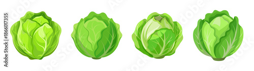 Fresh endive vegetable healthy food salad ingredient vector illustration graphic design asset