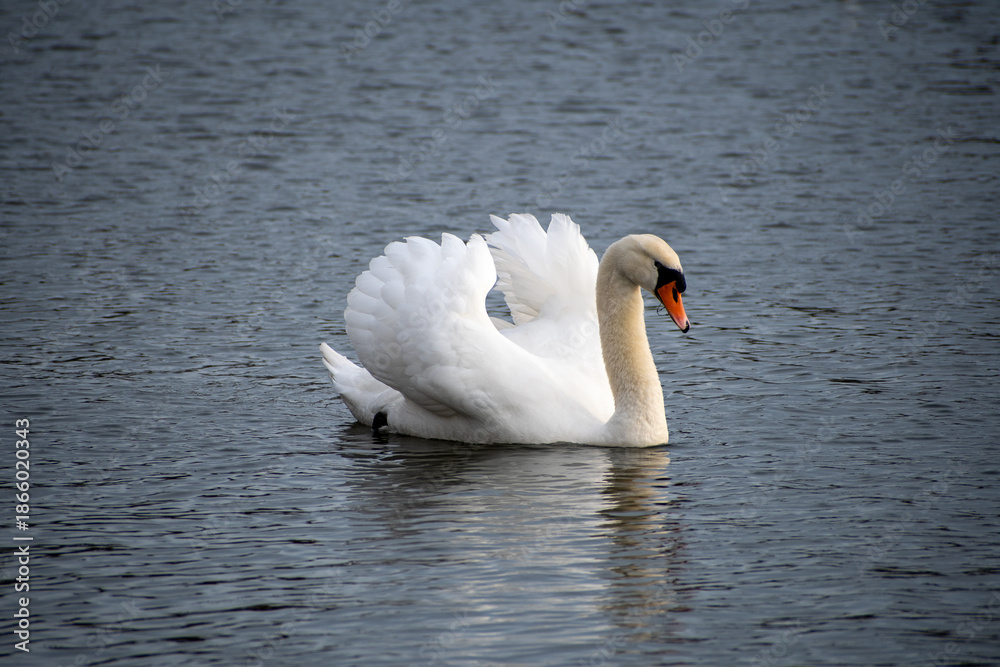 Naklejka premium A Mute Swan on the water on a lake at Rushcliffe Country park in Nottingham, UK.
