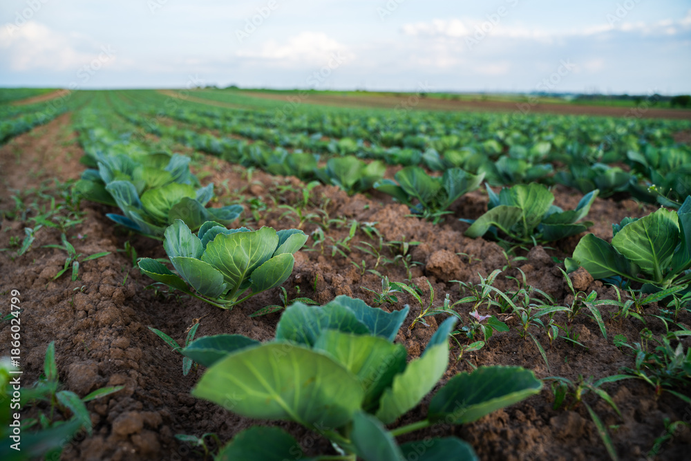 Fototapeta premium Close perspective of young cabbage plants growing on fertile soil, agricultural field rows, sustainable farming, vegetable crops and rural landscape