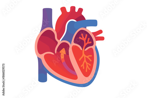 Stylized heart anatomy with pulsing glow