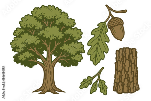 Oak tree, acorn, leaf, and bark illustration