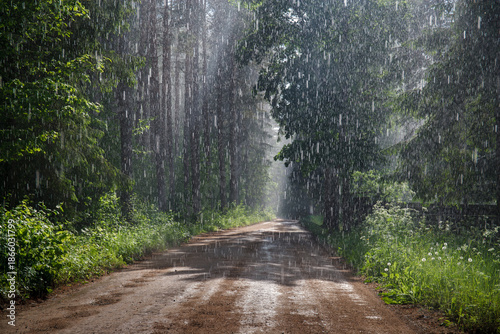 road through the forest during the rain