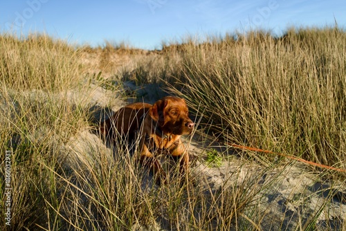 Brown dog in coastal dune grass at a sandy beach — pet outdoors in warm sunlight