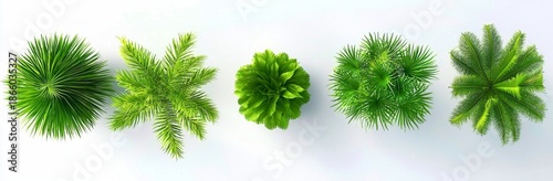 Visualize the beauty of coconut trees with this overhead view against a clear backdrop.