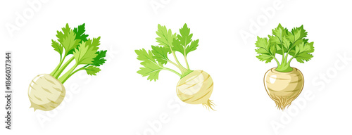 Buy fresh celeriac root vegetables online healthy eating raw celeriac recipes for sale organic celeriac