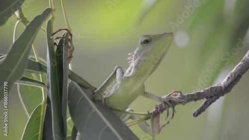 Close-up of a vibrant green lizard or cameleon with orange dorsal spines resting on a wooden branch