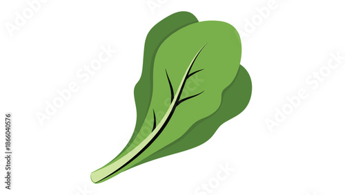 Fresh green leafy spinach or bok choy vegetable isolated on white background as a healthy diet ingredient for nutrition and vegetarian cooking recipes.