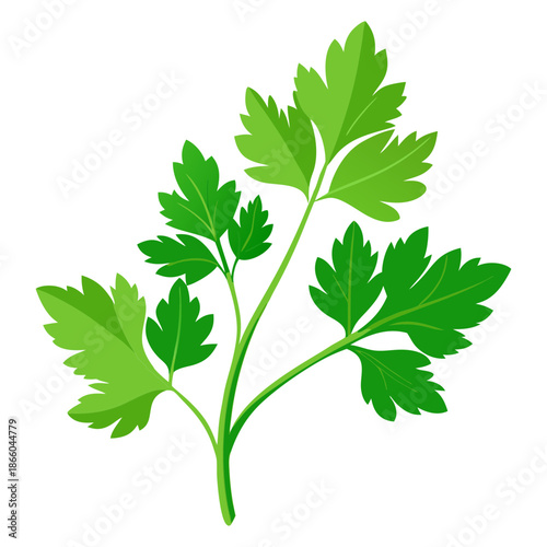 Fresh green parsley leaves illustration for cooking herbs and culinary ingredient needs vector graphic