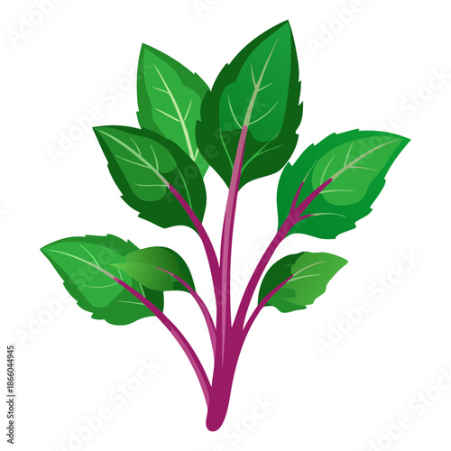 Illustration of fresh swiss chard plant with green leaves and vibrant red stalks for cooking use