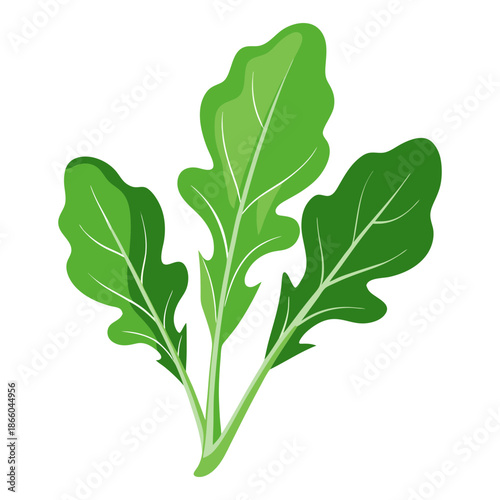 Arugula leaves fresh green vegetable healthy salad ingredient organic food plant vector illustration