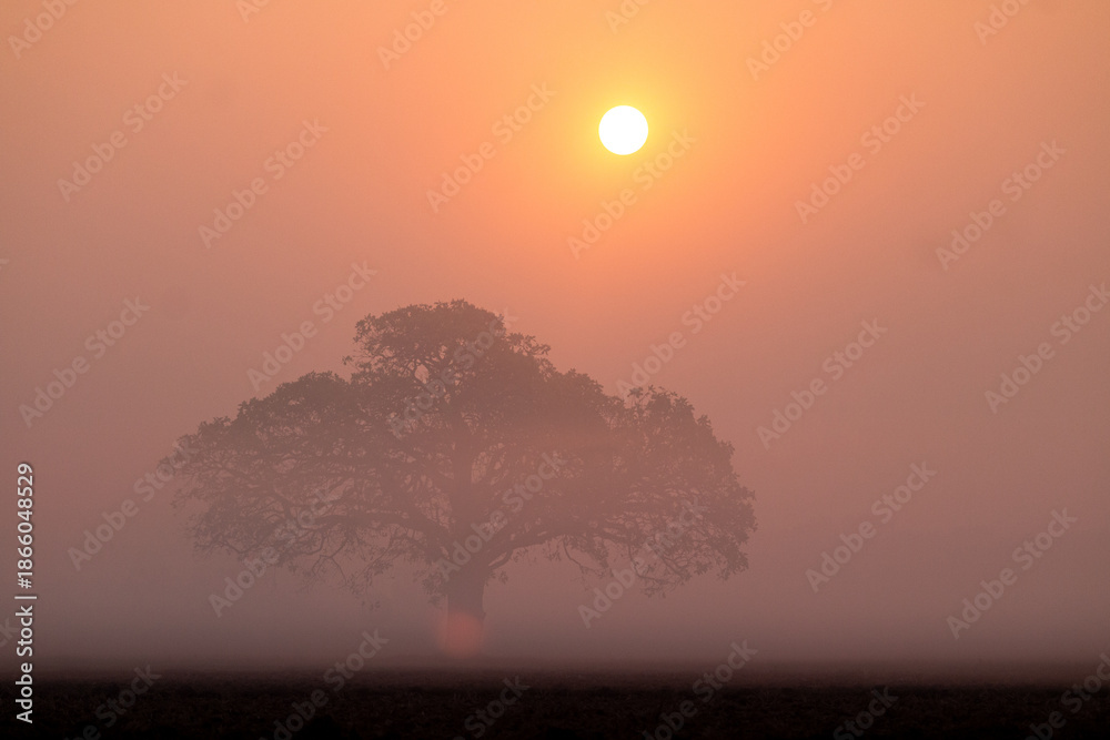 Fototapeta premium Solitary Tree Silhouette in Golden Misty Sunrise Landscape