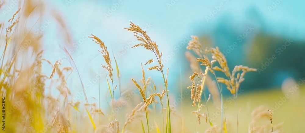 custom made wallpaper toronto digitalGolden Ears of Grain in a Sunny Field with Soft Blue Sky Background