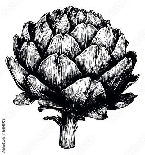 Hand drawn line art illustration of an artichoke depicting a detailed botanical drawing for healthy food concepts