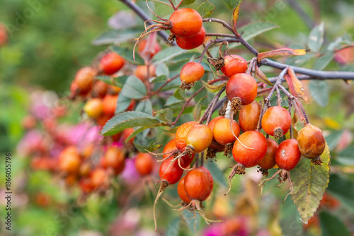 Rosehip Bush with Orange Berries