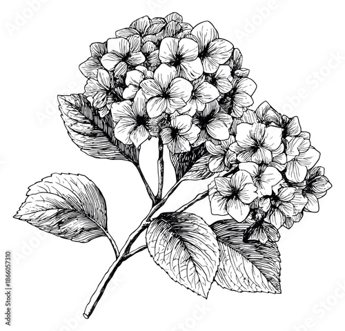 Hand drawn line art illustration of a hydrangea flower depicting a botanical element for floral designs