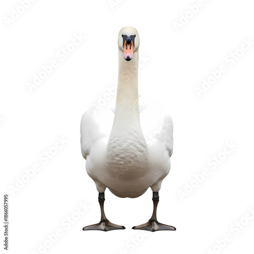 Graceful white mute swan standing and facing forward, isolated subject on alpha channel