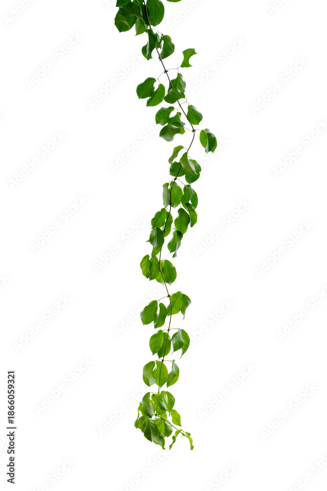 Obraz premium vine frame leaf vine circle Isolate on transparent background PNG file
