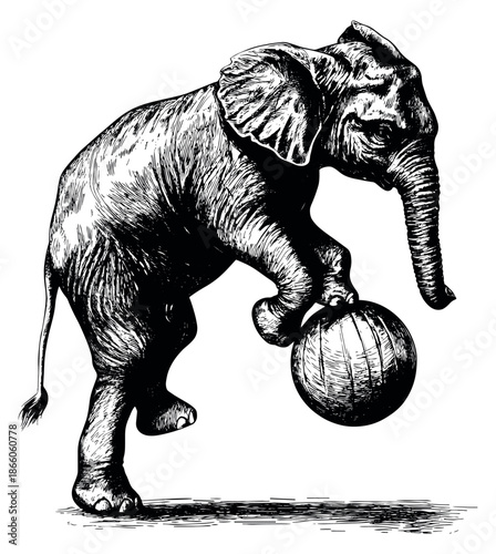 Hand drawn line art illustration of an elephant depicting balancing on a ball for a circus show