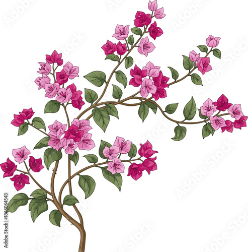 Create a realistic Rendered image of a blooming vine bougainvillea with pink blossoms vector art with white background..