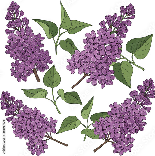 Create a kinds of deferent realistic Blooming lilac or Syringa vulgaris with puprle blossoms vector art with white background..