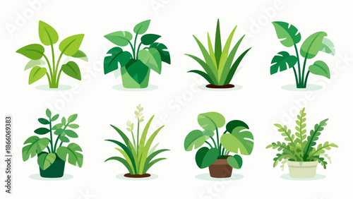 Illustrated indoor plants collection