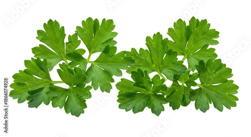 Wallpaper Mural Four vibrant clusters of emerald green parsley leaves showing macro vein texture, isolated on a transparent studio background with copy space. concept of purity and culinary freshness Torontodigital.ca