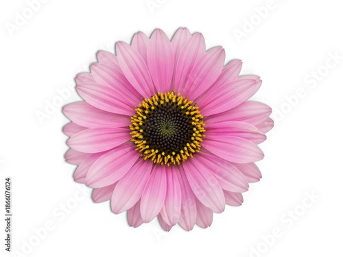 Delicate pink gerbera daisy in full bloom